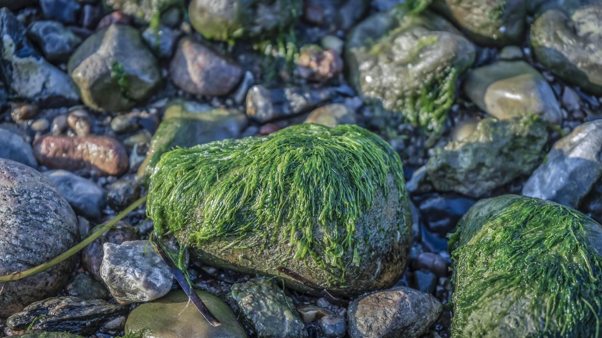 Der Rückgang der Seegrasbestände an der niedersächsischen Wattenmeerküste und dessen potentielle Ursachen