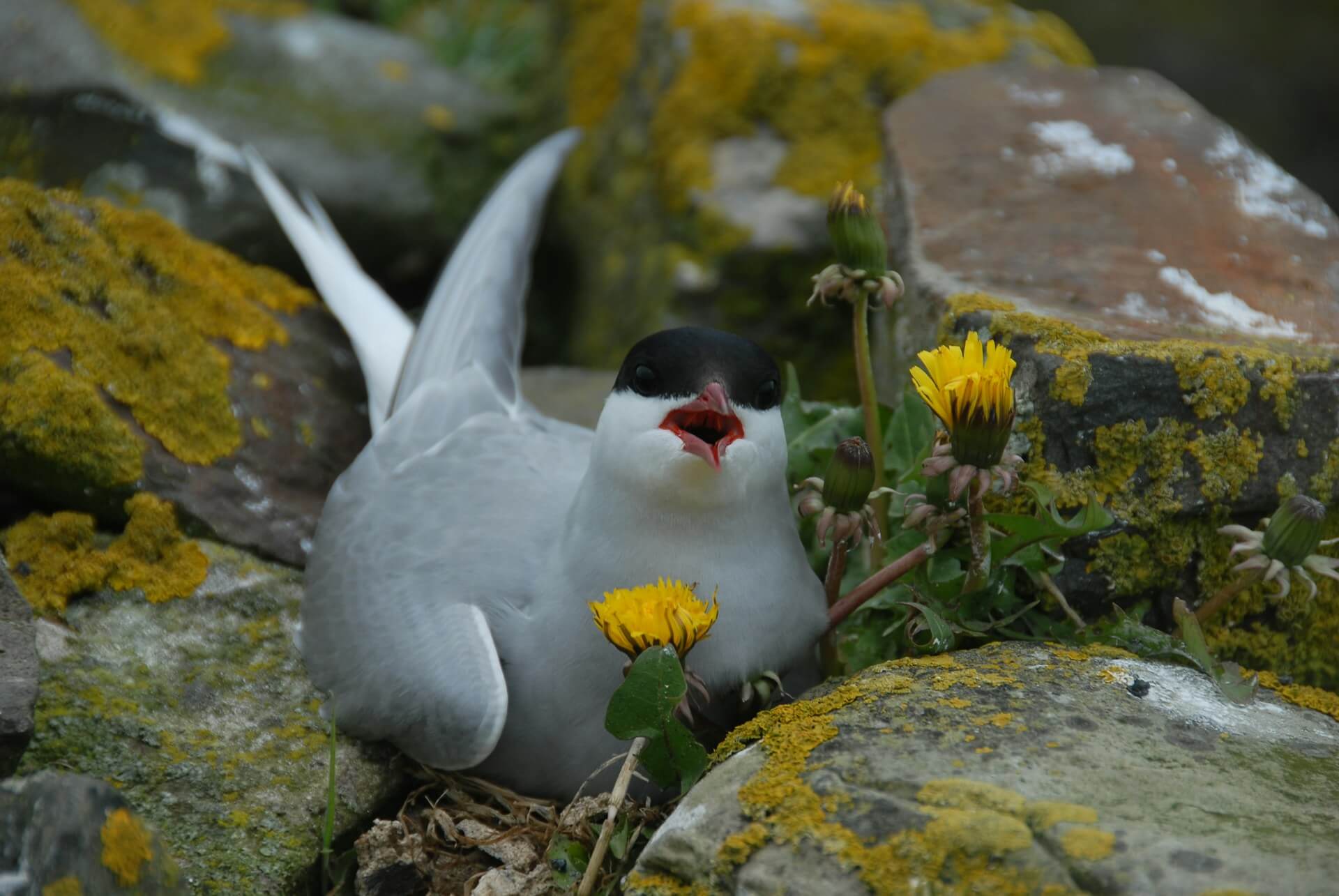 Die Küstenseeschwalbe - der Titelvogel der 18. Zugvogeltage