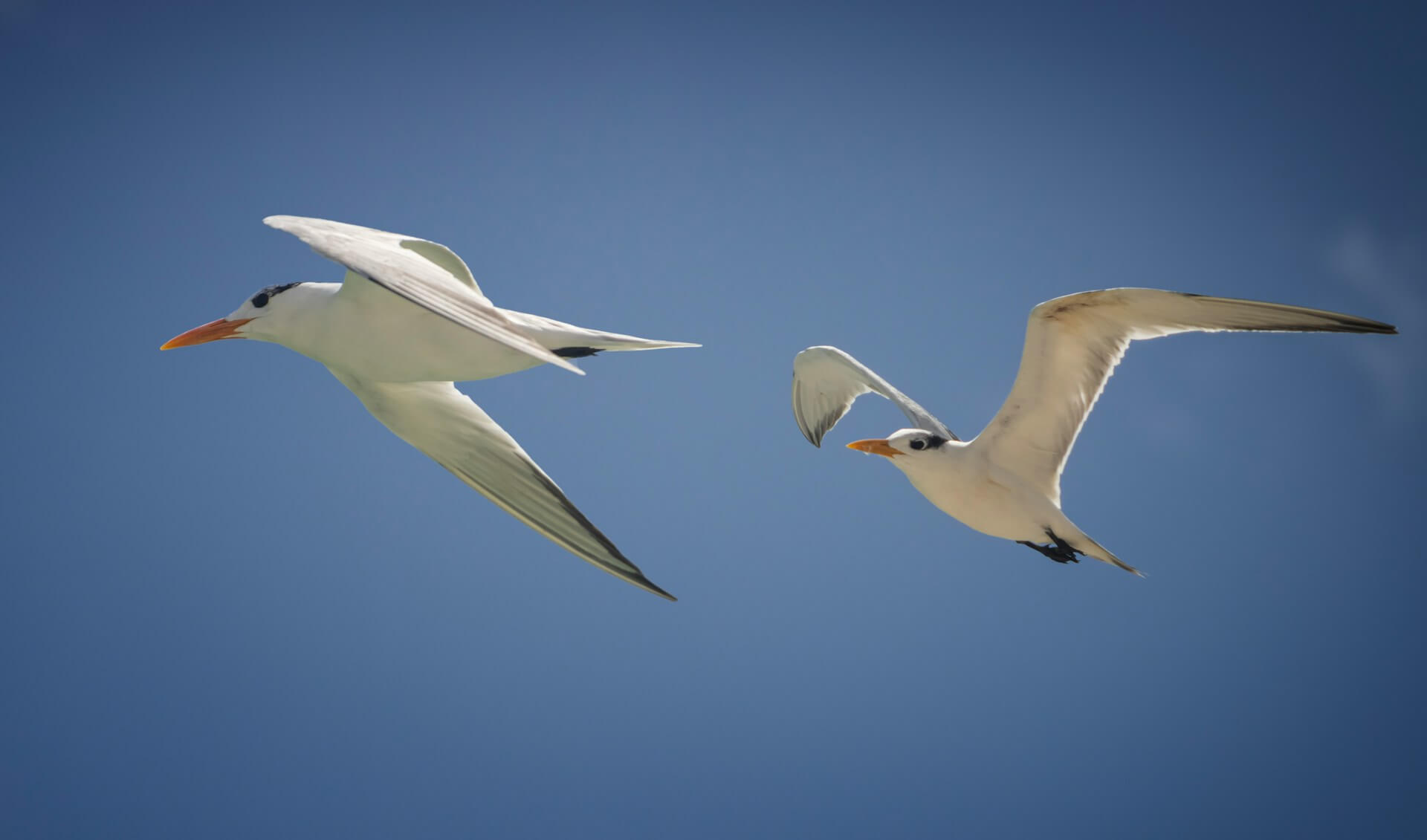 Die Küstenseeschwalbe - der Titelvogel der 18. Zugvogeltage